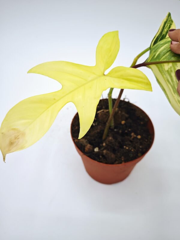 Philodendron Florida Beauty Variegata 8 - Imagen 3