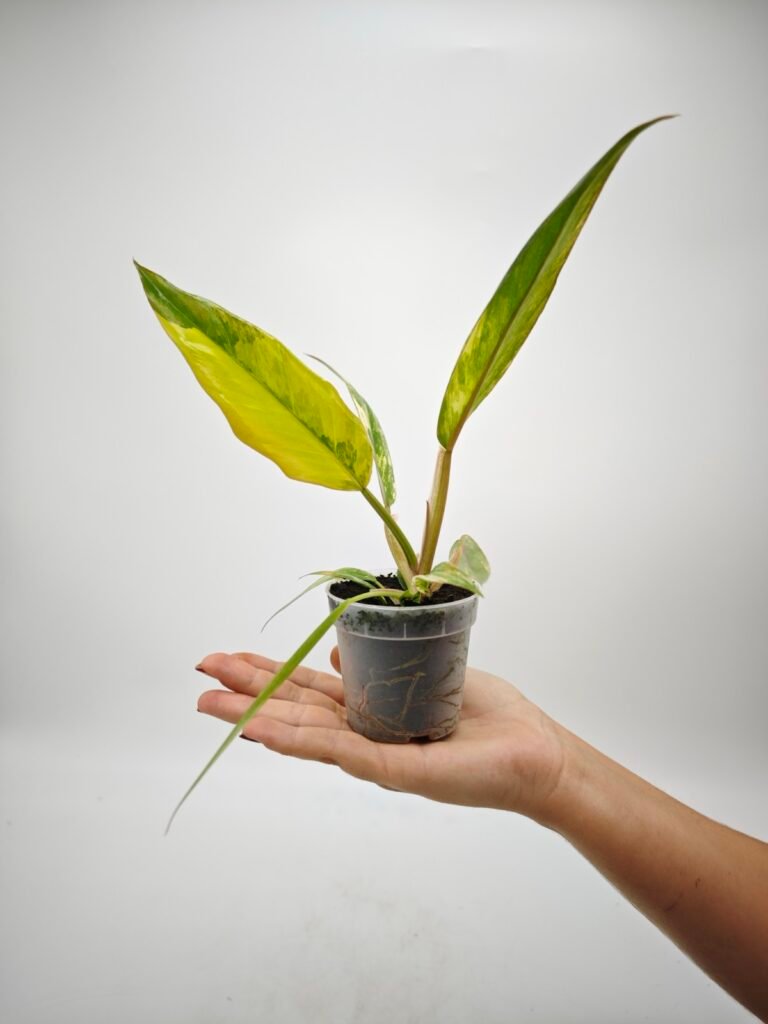Guía Completa para el Cuidado de las Plantas Variegatas: Consejos y Recomendaciones
