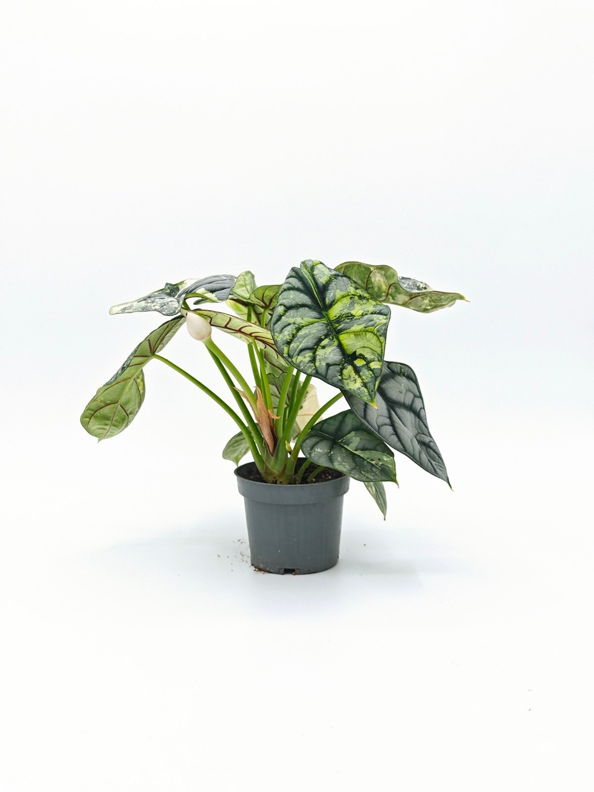 Alocasia Dragon Scale Silver main image 1