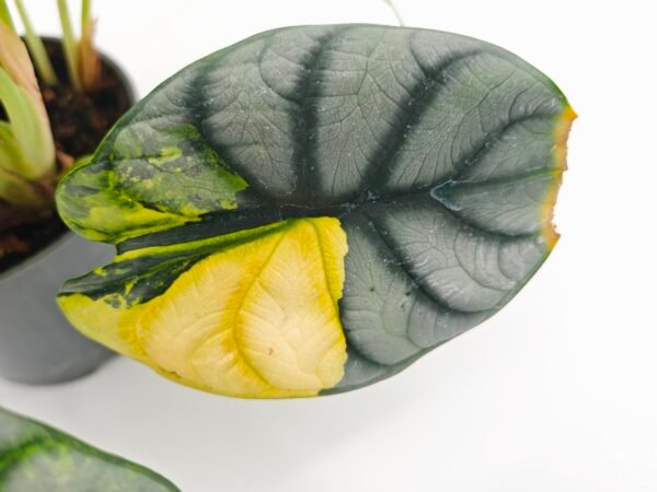 Alocasia Dragon Scale Silver Variegata 2 - Imagen 9