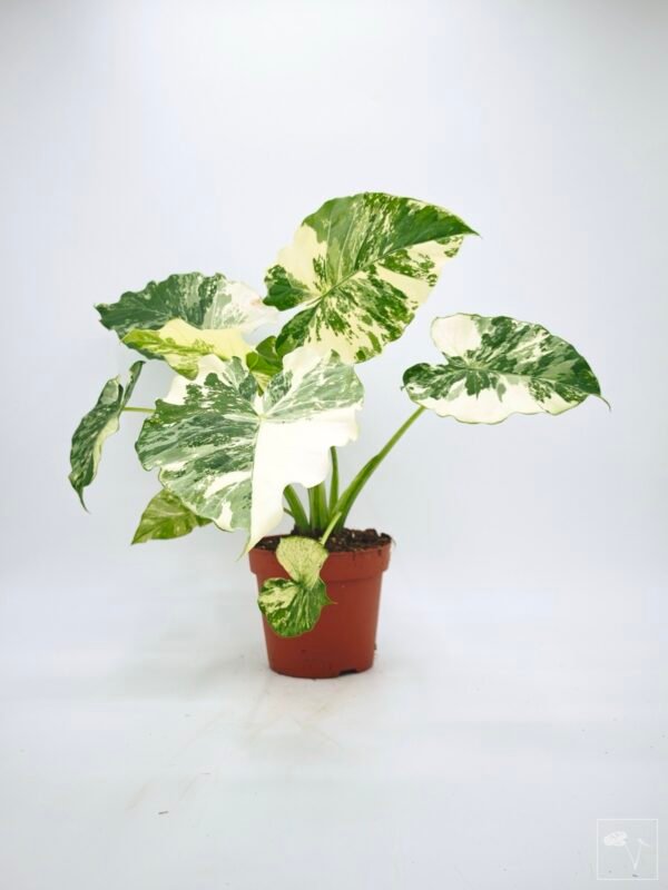 Alocasia Gageana Albo Variegata 5 - Imagen 2