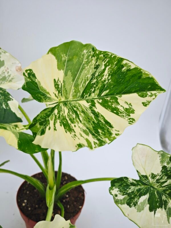Alocasia Gageana Albo Variegata 5