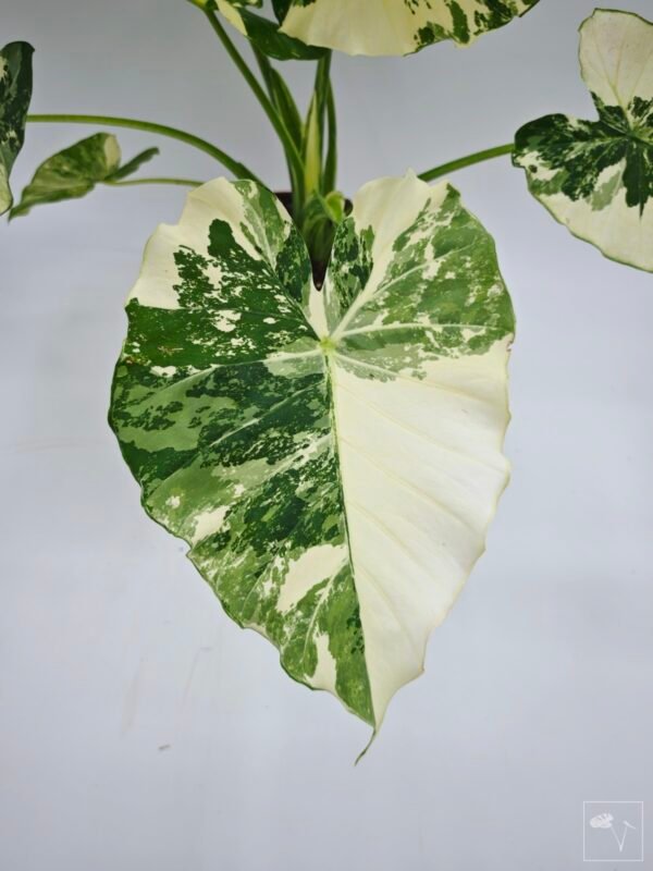 Alocasia Gageana Albo Variegata 5 - Imagen 5
