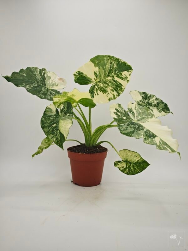 Alocasia Gageana Albo Variegata 5 - Imagen 7