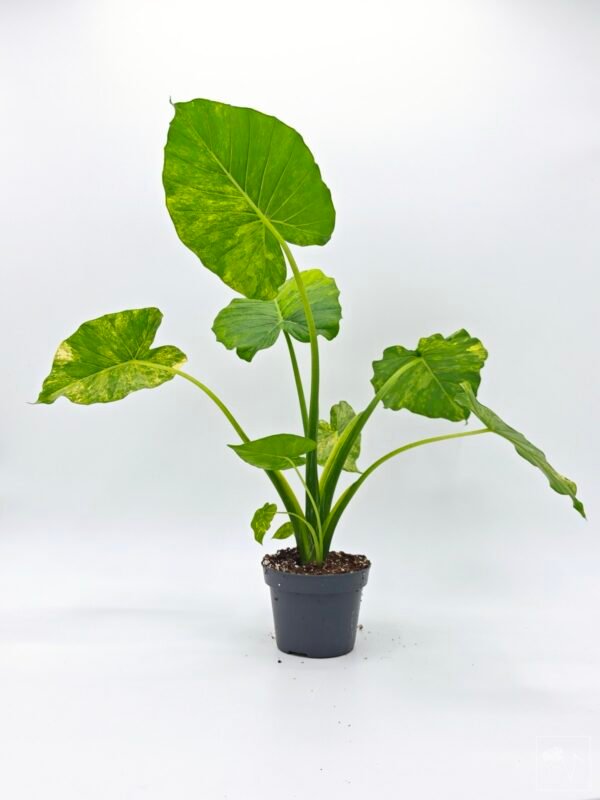 Alocasia Gageana Aurea Variegata 1 - Imagen 3