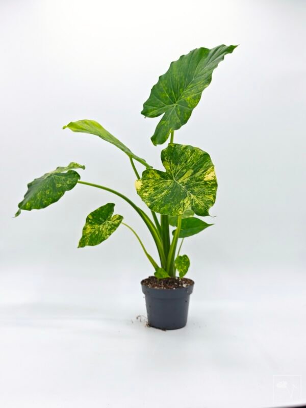 Alocasia Gageana Aurea Variegata 1 - Imagen 4