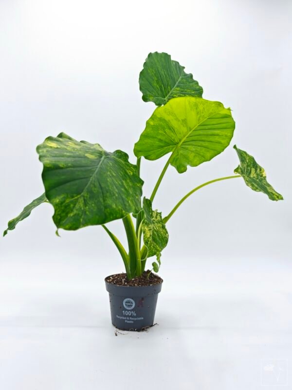 Alocasia Gageana Aurea Variegata 1 - Imagen 6