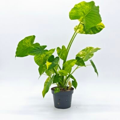 ALOCASIA GAGEANA AUREA VARIEGATA