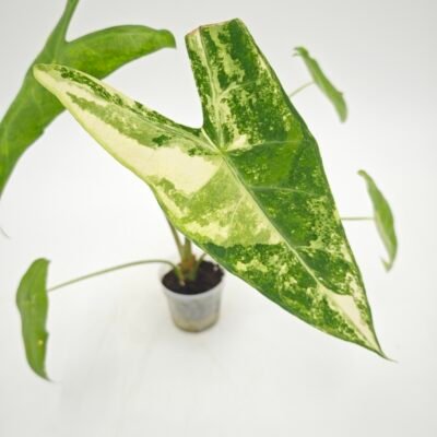 Alocasia Longiloba Albo Variegata 1