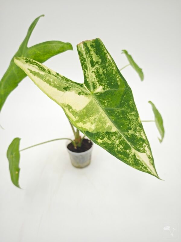 Alocasia Longiloba Albo Variegata 1