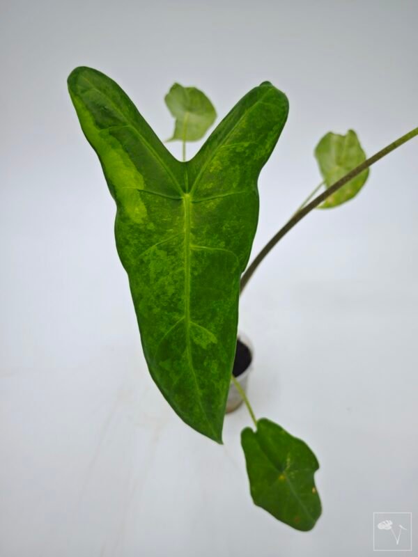 Alocasia Longiloba Albo Variegata 1 - Imagen 3