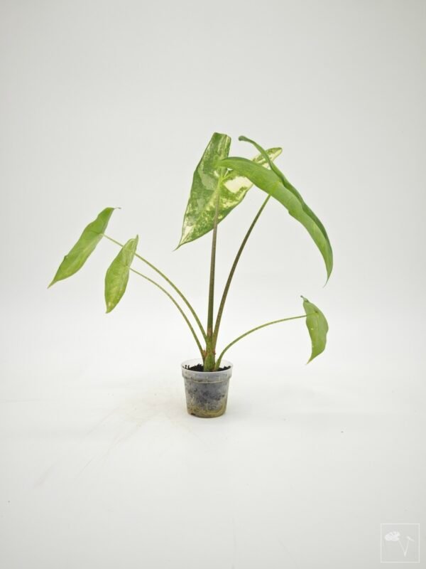 Alocasia Longiloba Albo Variegata 1 - Imagen 4