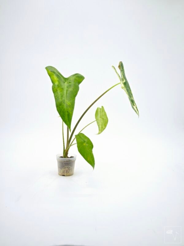 Alocasia Longiloba Albo Variegata 1 - Imagen 5