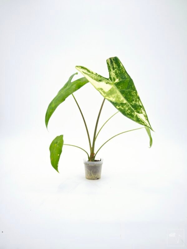 Alocasia Longiloba Albo Variegata 1 - Imagen 6