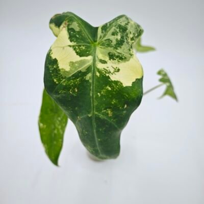 Alocasia Longiloba Albo Variegata 2