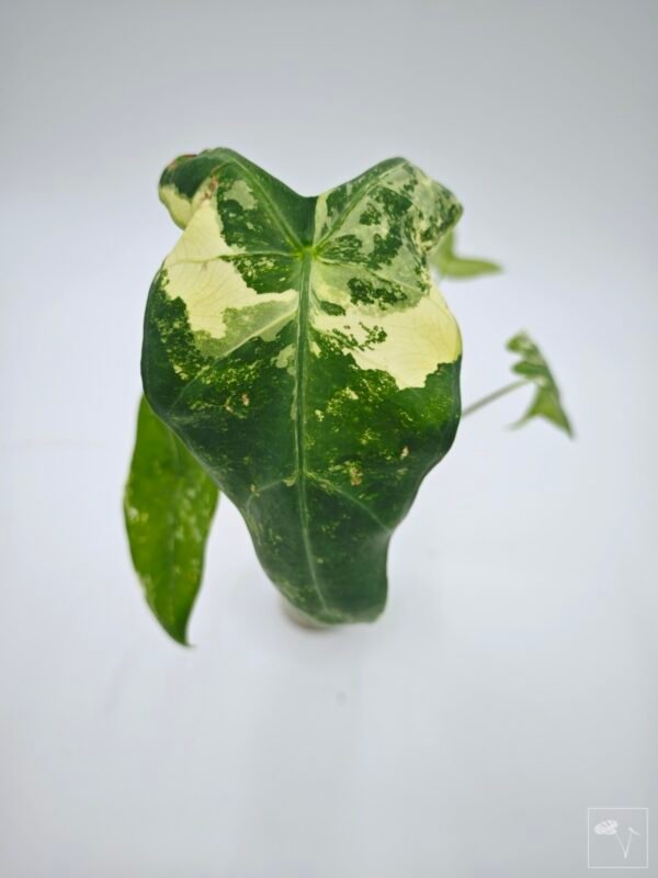 Alocasia Longiloba Albo Variegata 2