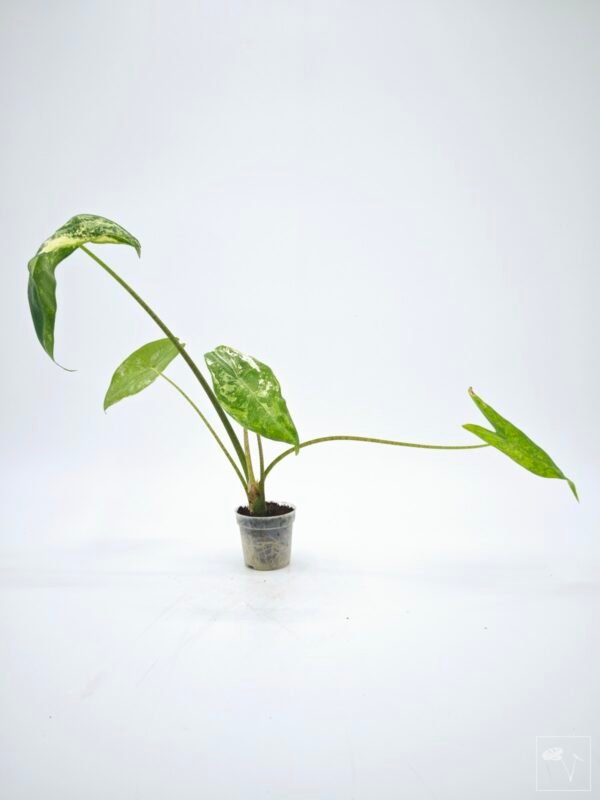 Alocasia Longiloba Albo Variegata 2 - Imagen 3