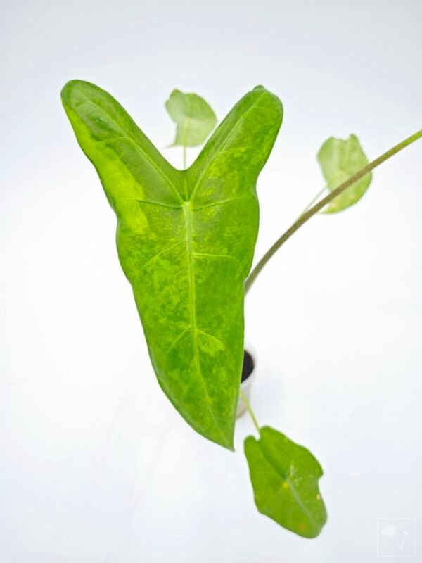 Alocasia Longiloba Albo Variegata 2 - Imagen 5