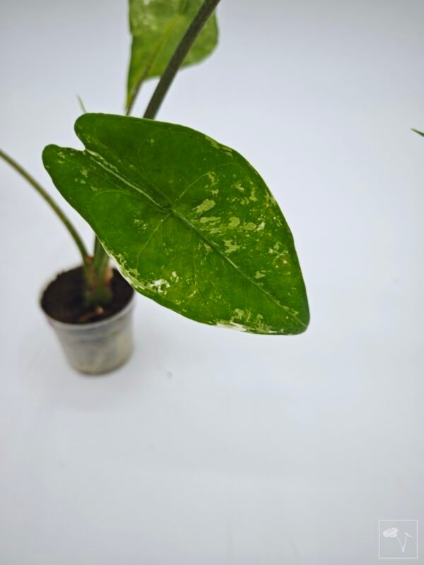 Alocasia Longiloba Albo Variegata 2 - Imagen 6