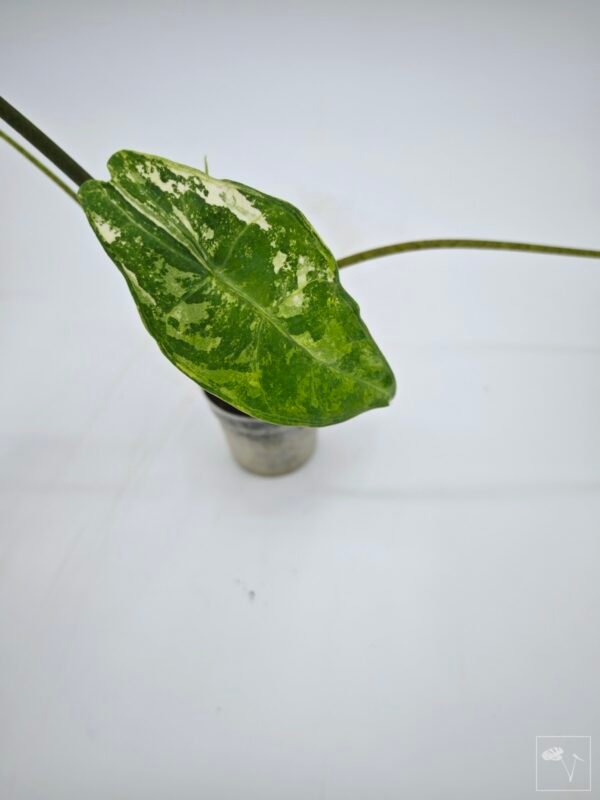 Alocasia Longiloba Albo Variegata 2 - Imagen 7
