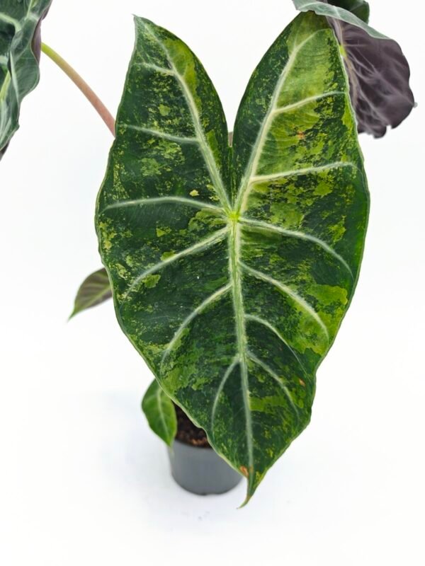 Alocasia Sanderiana Pink Dragon Variegata 1