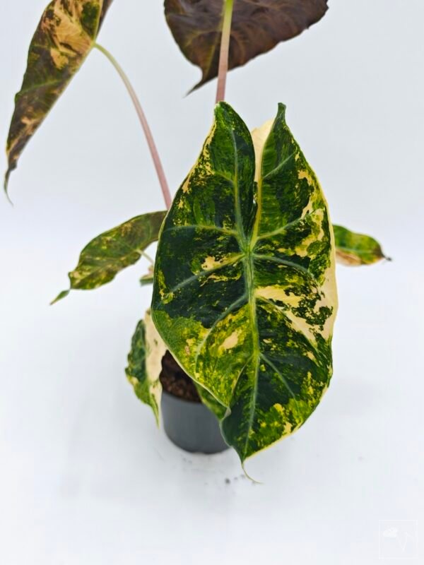 Alocasia Sanderiana Pink Dragon Variegata 2 - Imagen 2
