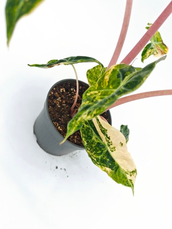 Alocasia Sanderiana Pink Dragon Variegata 2 - Imagen 3