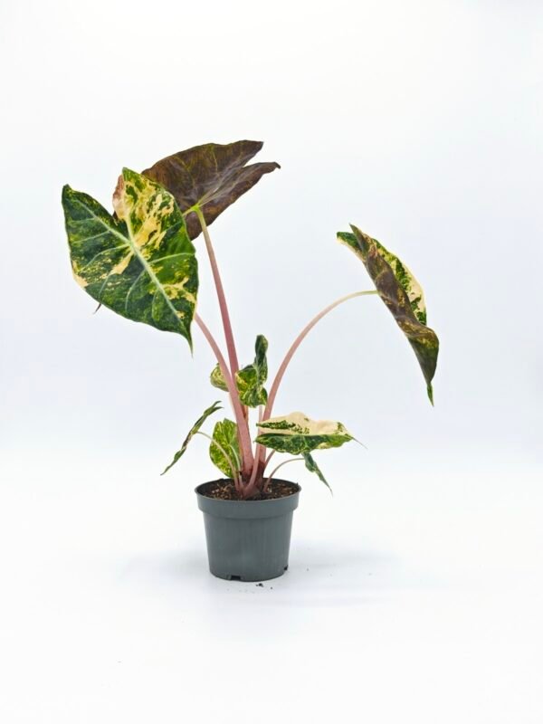 Alocasia Sanderiana Pink Dragon Variegata 2 - Imagen 5