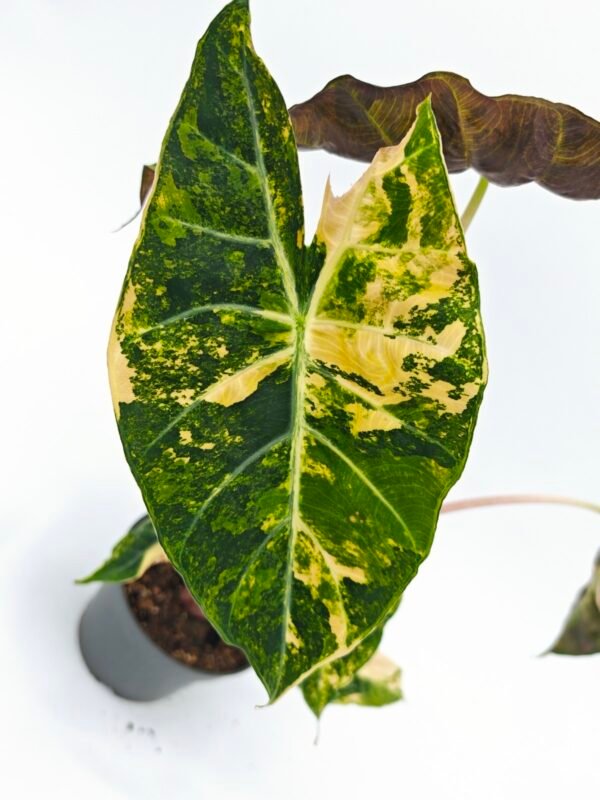Alocasia Sanderiana Pink Dragon Variegata 2