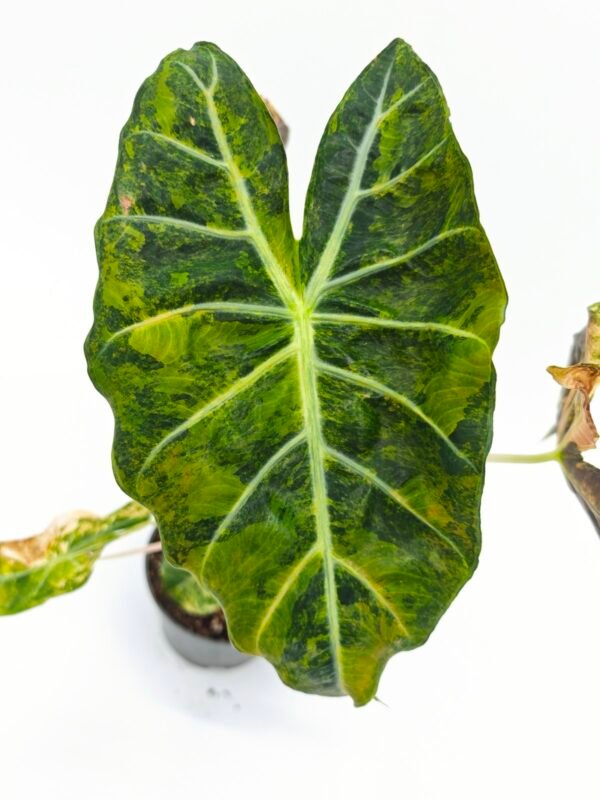 Alocasia Sanderiana Pink Dragon Variegata 2 - Imagen 7