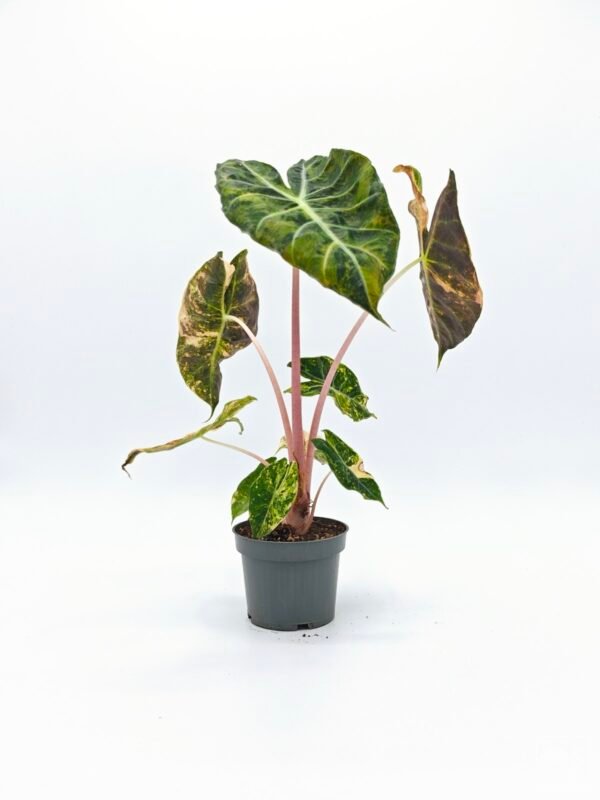 Alocasia Sanderiana Pink Dragon Variegata 2 - Imagen 8