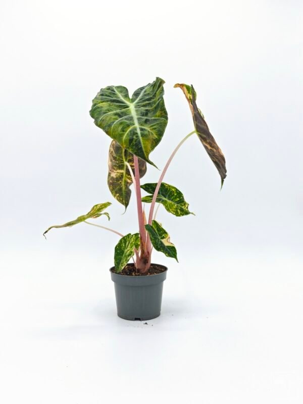 Alocasia Sanderiana Pink Dragon Variegata 2 - Imagen 9