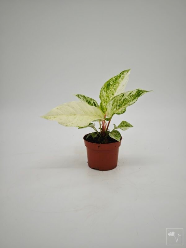 Anthurium Bonplandii Variegata - Imagen 2