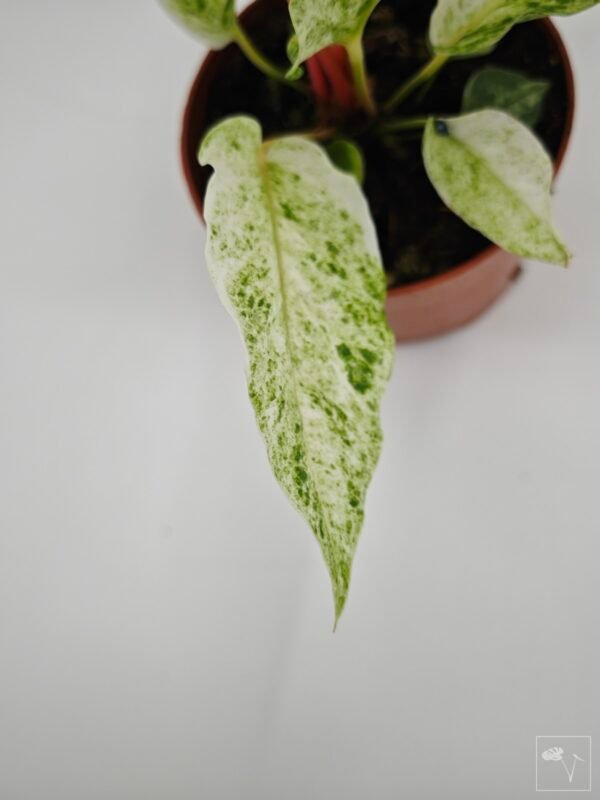 Anthurium Bonplandii Variegata - Imagen 3