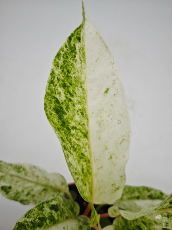 Anthurium Bonplandii Variegata - Imagen 4