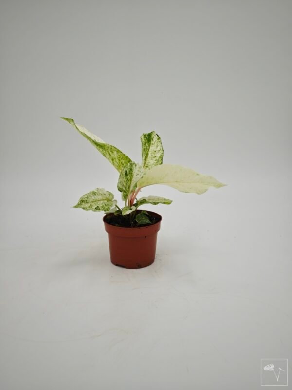 Anthurium Bonplandii Variegata - Imagen 5