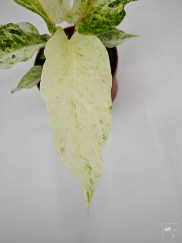 Anthurium Bonplandii Variegata - Imagen 6