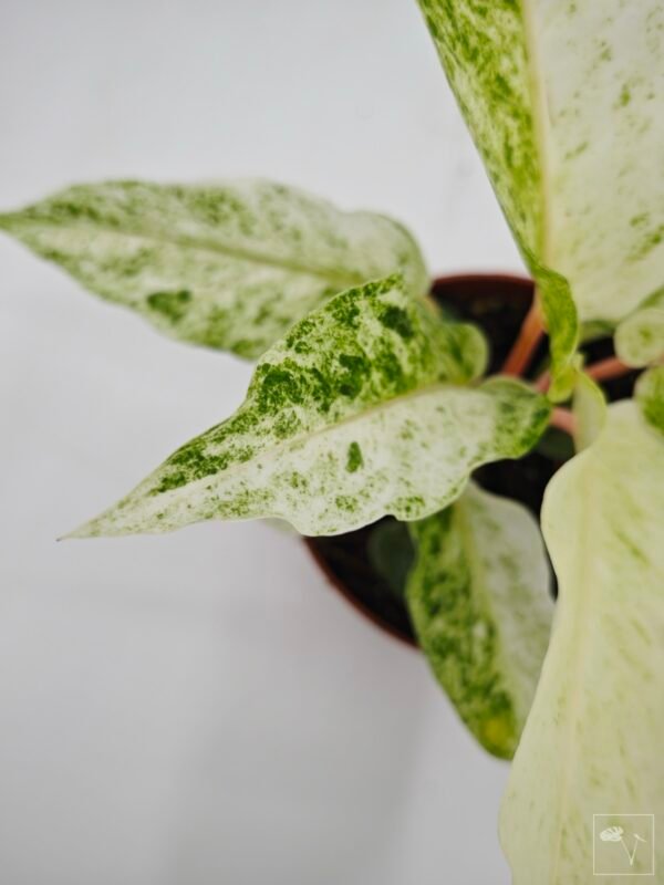 Anthurium Bonplandii Variegata - Imagen 8