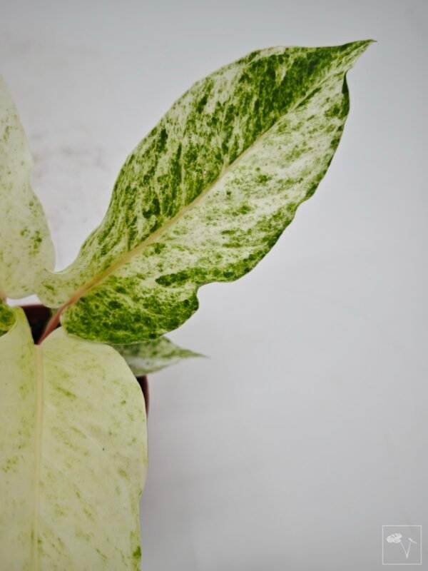 Anthurium Bonplandii Variegata