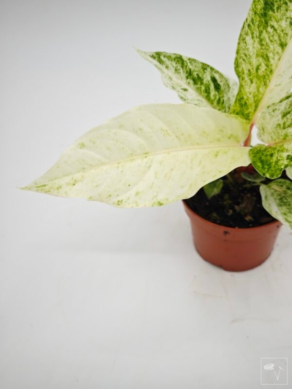 Anthurium Bonplandii Variegata - Imagen 11