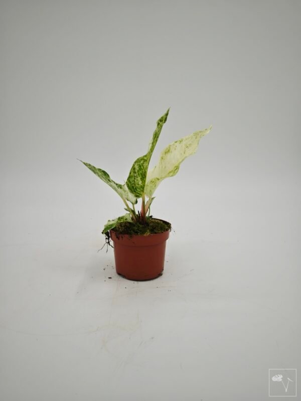 Anthurium Bonplandii Variegata - Imagen 4