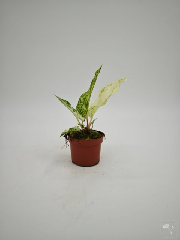 Anthurium Bonplandii Variegata - Imagen 5