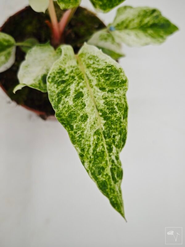 Anthurium Bonplandii Variegata - Imagen 6