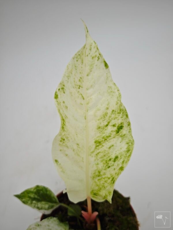 Anthurium Bonplandii Variegata - Imagen 7