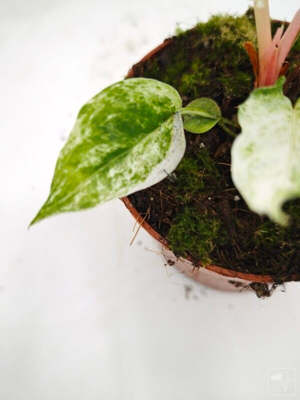 Anthurium Bonplandii Variegata