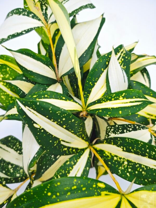 Dracena Milky Way - Imagen 2