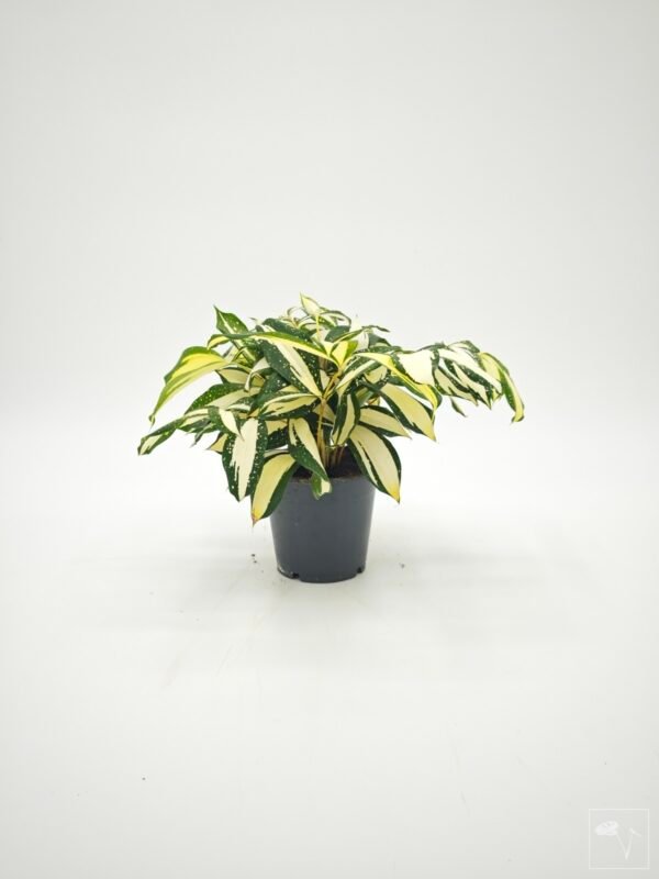 Dracena Milky Way - Imagen 3