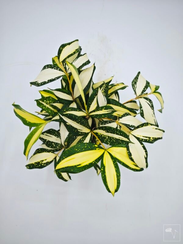 Dracena Milky Way - Imagen 4