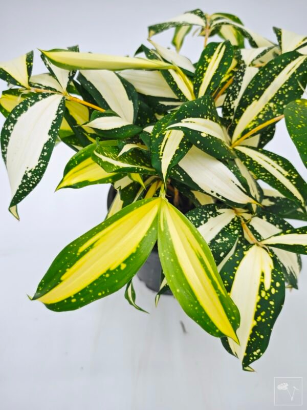 Dracena Milky Way - Imagen 5