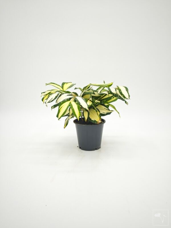 Dracena Milky Way - Imagen 6